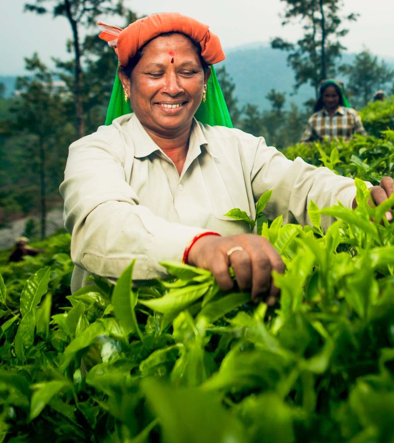 Parry Agro’s tea plantation
