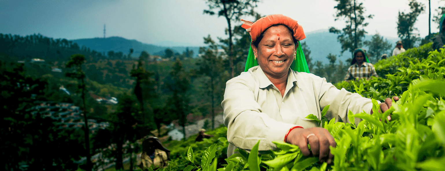 Parry Agro’s tea plantation