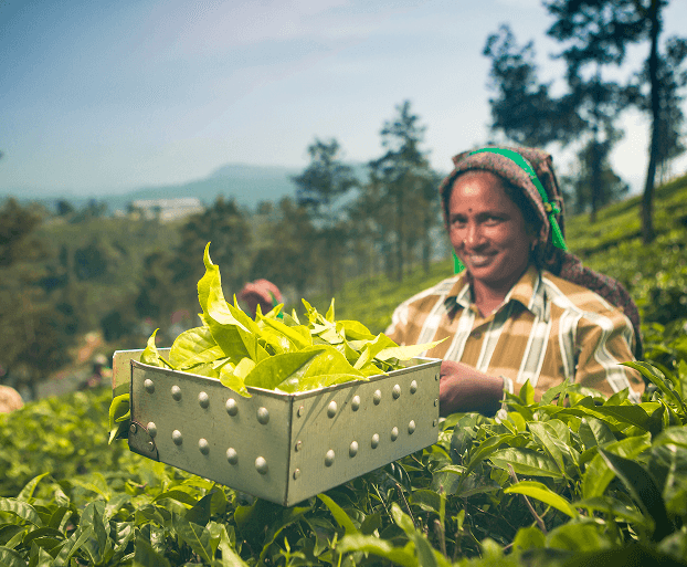 Parry Agro’s tea plantation