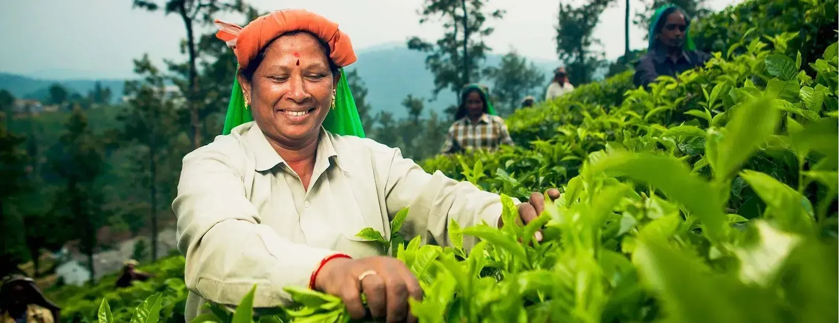 Parry Agro’s tea plantation